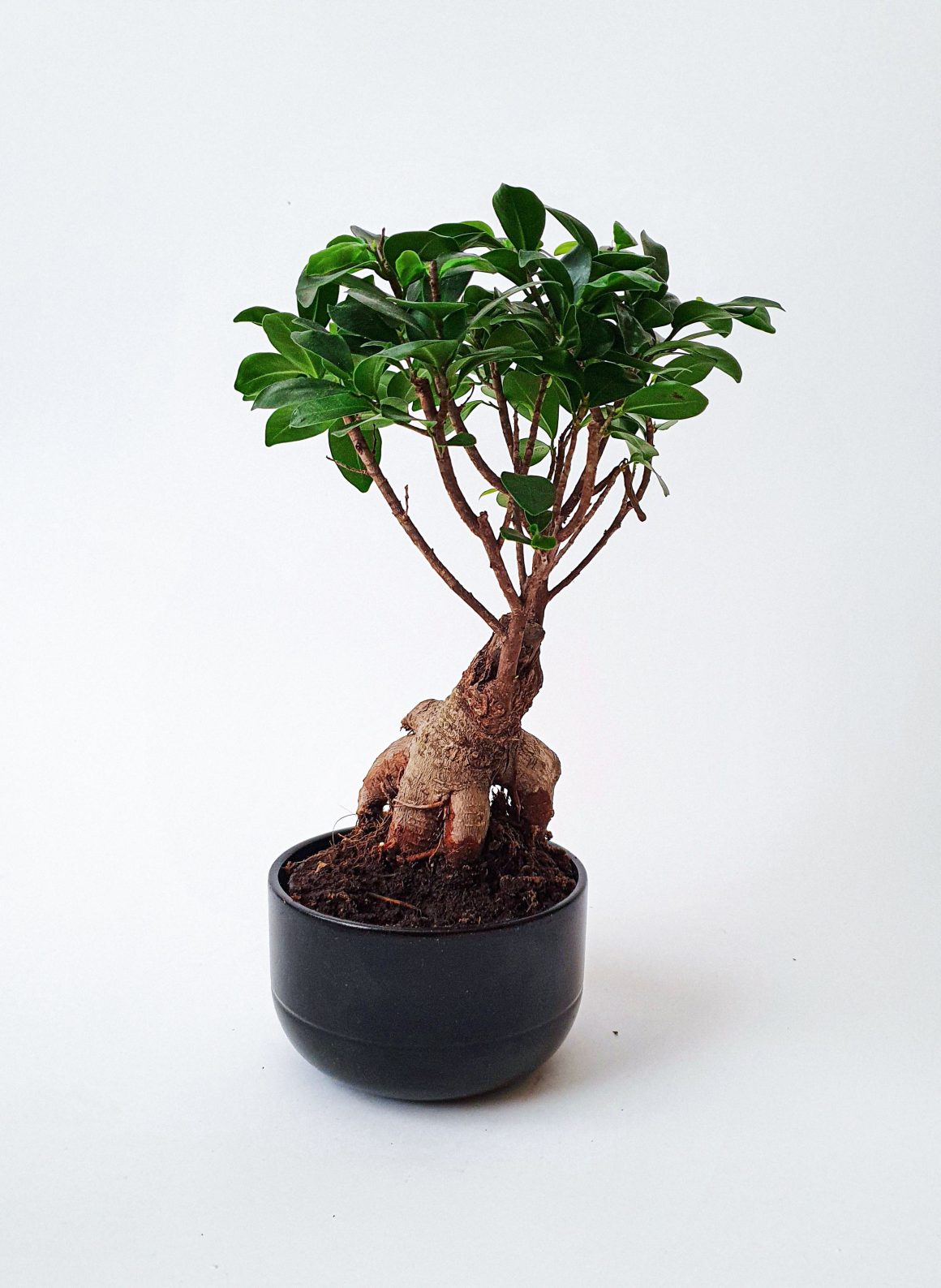 Ficus Microcarpa
